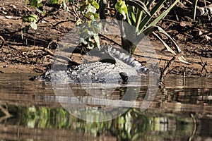 Australian Saltwater Crocodile Daintree NP, Queensland, Australien