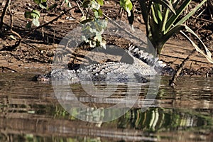 Australian Saltwater Crocodile Daintree NP, Queensland, Australien