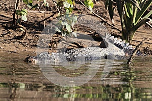 Australian Saltwater Crocodile Daintree NP, Queensland, Australien