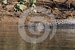 Australian Saltwater Crocodile Daintree NP, Queensland, Australien