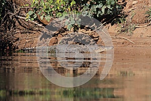 Australian Saltwater Crocodile Daintree NP, Queensland, Australien