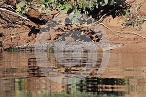 Australian Saltwater Crocodile Daintree NP, Queensland, Australien