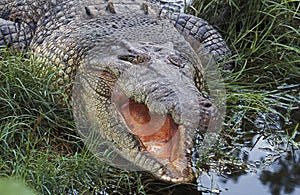 Australian Saltwater Crocodile or Estuarine Crocodile, crocodylus porosus, Adult with Open Mouth Regulating Body Temperature,