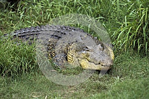 Australian Saltwater Crocodile or Estuarine Crocodile, crocodylus porosus, Australia