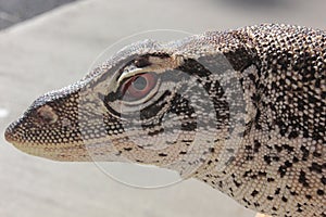 Australian Sand Monitor (Varanus gouldii)