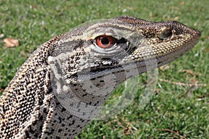 Australian Sand Monitor (Varanus gouldii)