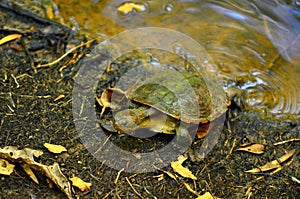 Australian Saw-shelled turtle