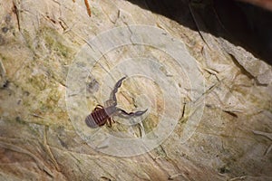 Pseudoscorpion on bark