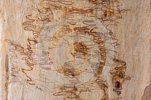 Australian Scribbly Gum Tree bark
