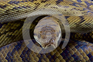 Australian scrub python / Morelia kinghorni photo