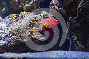 Australian Sea Apple