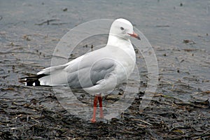 Australian Sea Gull in water