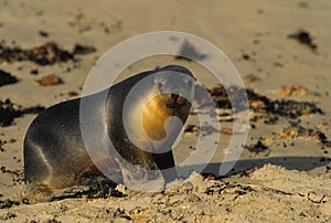 Australian Sea Lion