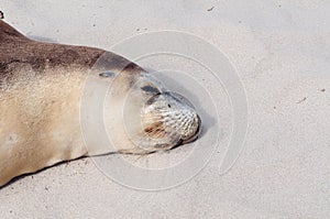 Australian Sea Lion