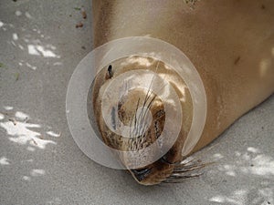 An Australian sea lion