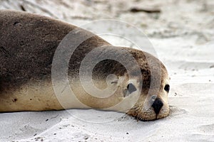 Australian sea lion