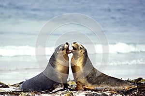 Australian Sea Lion, neophoca cinere, Adults playing on Beach, Australia photo