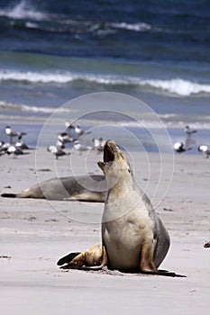 Australian Sea Lion (Neophoca cinerea)