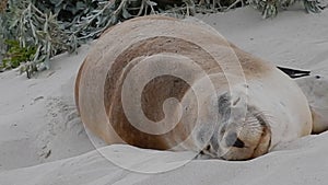 Australian Sea Lion Neophoca cinerea