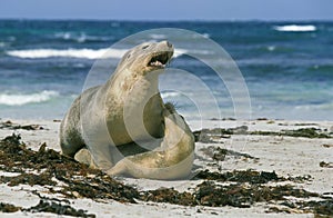 AUSTRALIAN SEA LION neophoca cinerea, ADULT PAIR MATING ON BEACH, AUSTRALIA