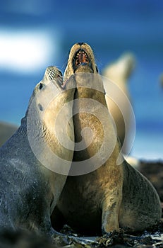 Australian Sea Lion, neophoca cinerea, Adults playing on Beach, Australia