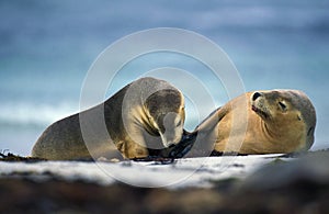 AUSTRALIAN SEA LION neophoca cinerea, ADULTS RESTING ON BEACH, AUSTRALIA