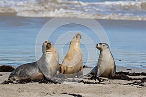 Australian sea lion, Neophoca cinerea, on the beach at Seal Bay, Kangaroo Island, South Australia, Australia.