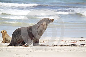 Australian sea lion (Neophoca cinerea)