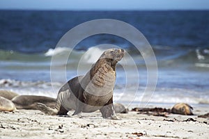 Australian sea lion (Neophoca cinerea)