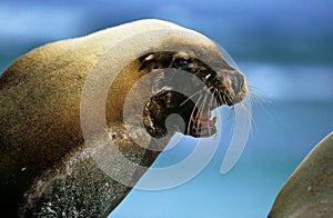 AUSTRALIAN SEA LION neophoca cinerea, BULL ROARING, AUSTRALIA