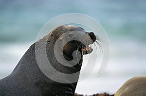 AUSTRALIAN SEA LION neophoca cinerea, HEAD OF ADULT, AUSTRALIA