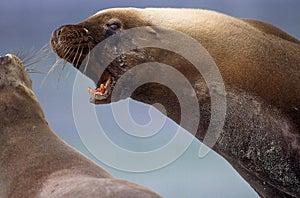 Australian Sea Lion, neophoca cinerea, Male with Open mouth, Australia