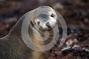 Australian Sea Lion, neophoca cinerea, Portrait of Adult, Australia