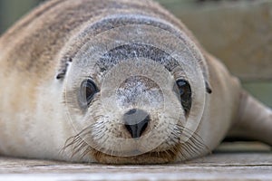 Australian Sea Lion Pup