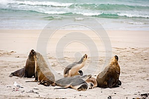 Australian sea lion relaxing on the beach