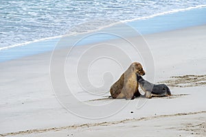 Australian sea lion relaxing on the beach mother and baby