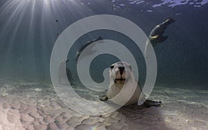 Australian sea lion resting on a sandy bottom. South Australia