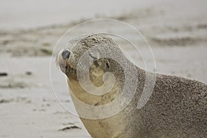 Australian Sea Lion,SA, Kangaroo Island,Australia