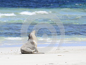 Australian Sea lion