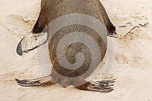 Australian Sea Lion showing back, tail, posterior and anterior f