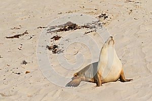 Australian Sea Lion sunbathing on sand at Seal Bay, Kangaroo Isl