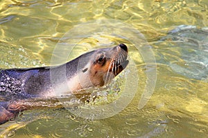 Australian Sea-Lion surfacing to breathe