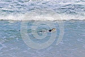 Australian Sea lion swimming at Seal Bay, Sea lion colony, Kanga