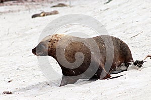 The australian sea lion on the white beach of the Seal Bay , Kangaroo Island South Australia