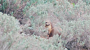 Australian Sea Lions at the coastal landscape of the Flinder`s Chase National Park