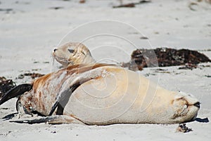 Australian sea lions, mam and baby, Kangaroo Island, Australia