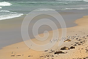 Australian Sea Lions sunbathing with Lesser Crested Terns seabird, Kangaroo Island, South Australia