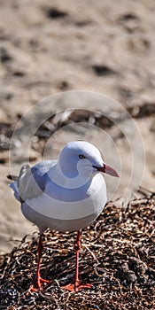 Australian Seagull Standing on Seaweed