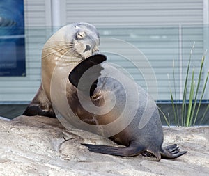 Australian sealion