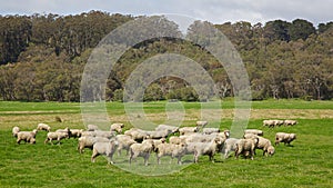 Australian Sheep